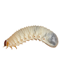 Picture of Fruit Beetle Pachnoda Grubs - 25-35mm - Approx 10