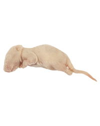 Picture of Frozen Mice Fluffs 4-6g - Pack of 100