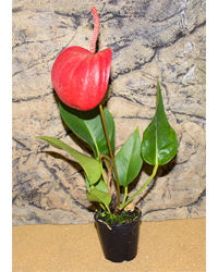 Picture of ProRep Live Plant Anthurium