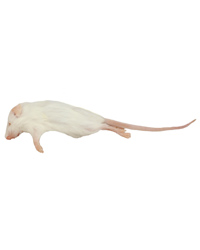 Picture of Frozen Mice Small Size 10-15g - Pack of 10