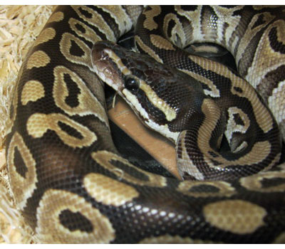 Female Mojave Royal Python - Snakes - Livestock - Blue Lizard Reptiles ...