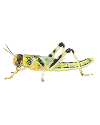 Picture of Locusts Super-Pack X-Large - 5th Size - 36-42mm