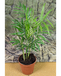 Picture of ProRep Live Plant Chamaedorea elegans