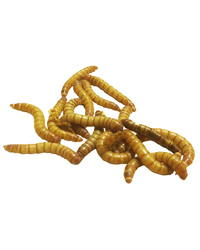 Picture of Mealworms 18-26mm - Approx 1Kg Bag