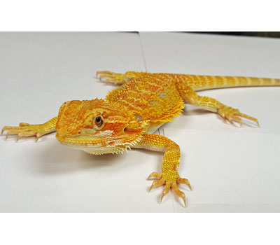 red translucent bearded dragon for sale