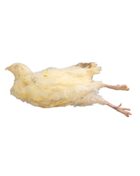 Picture of Frozen Prime Quail 