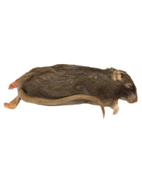 Picture of Frozen Rat Small 90-150g - Pack of 10