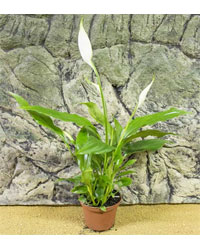 Picture of ProRep Live Plant Spathiphyllium chopin