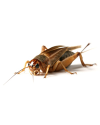 Picture of Silent Brown Crickets Standard - Size 5 - Approx 1000