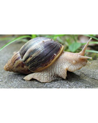 Picture of African Landsnail Kit Standard