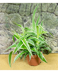 Picture of ProRep Live Plant Chlorophytum