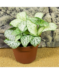 Picture of ProRep Live Plant Fittonia mix