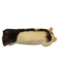 Picture of Frozen Rat Large 250-350g - Pack of 25