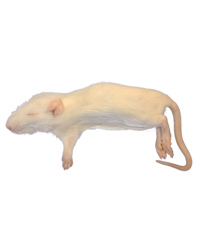 Picture of Frozen Rat Small Weaners 25-50g - Pack of 25